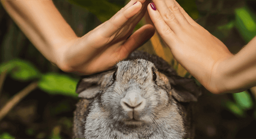 cosmetique non testé sur animaux, test sur animaux, cruely free, Leaping Bunny, label eve, vegan